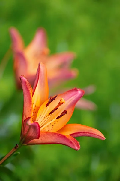 Πορτοκαλί Tiger Lily Λουλούδι Ανθίζει Στον Καλοκαιρινό Κήπο Κοντινό Πλάνο — Φωτογραφία Αρχείου