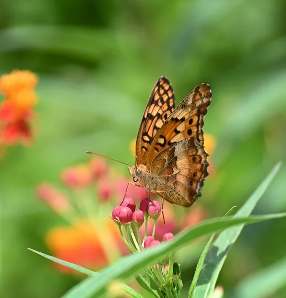 Mariposa Friolar Variada Euptoieta Claudia Alimentándose Flores Algodoncillo Jardín Verano —  Fotos de Stock