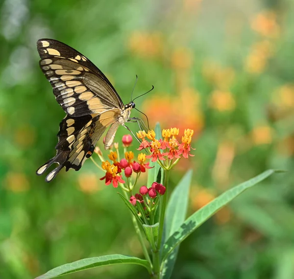 Гигантская Бабочка Ласточка Papilio Crosphontes Питающаяся Цветами Milkweed Летнем Саду — стоковое фото