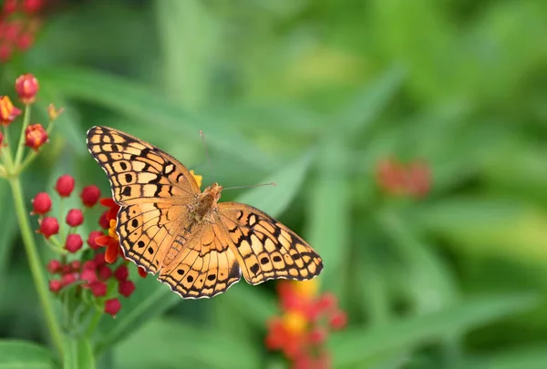 在夏天的花园里 不同种类的芙蓉蝴蝶 Euptoieta Claudia 张开了翅膀在米草花上展翅 带有复制空间的自然绿色背景 — 图库照片