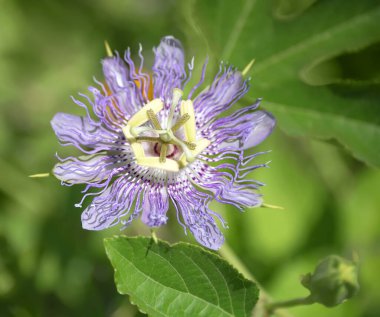 Yaz bahçesinde çiçek açan güzel mor Tutku Çiçeği (Passiflora incarnata). Yakın çekim..