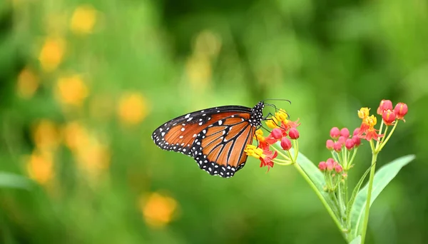 Queen Butterfly Danaus Gilippus Feeding Tropical Milkweed Flowers Summer Garden — Stock Photo, Image