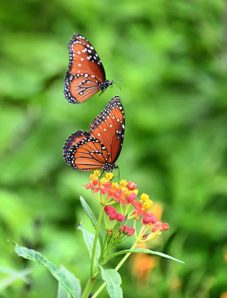 夏の庭に2匹のクイーン バタフライ ダナウス ギリポス 1羽の蝶が熱帯ミルクイードの花に餌を与えている もう一人のクイーン バタフライが背景の上を飛んでいる ストック写真