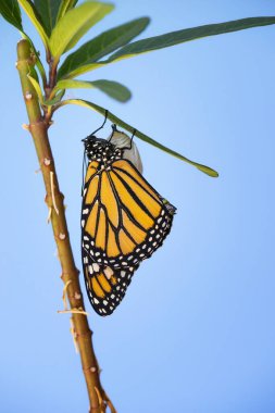 Yeni ortaya çıkan Kral Kelebeği (danaus plexippus) kanatları süt otları yaprağında sallanıyor ve kurutuluyor. Parlak mavi gökyüzü arkaplanı.