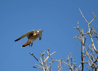Amerikan Kerkenezi (Falco Sparverius), nam-ı diğer Atmaca Teksas kışında ağaç dallarının tepesinde süzülür. Kopyalama alanı olan parlak mavi gökyüzü arkaplanı. 