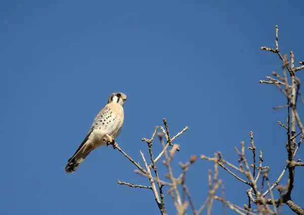 American Kestrel (Falco sparverius), aka the sparrow hawk perched on a treetop branches in Texas winter. Bright blue sky background with copy space.