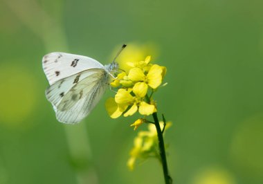 Damalı Beyaz Kelebek, nam-ı diğer Güney Lahana Kelebeği güneşli bir bahar gününde sarı kır çiçekleriyle besleniyor. Boşluğu kopyala.