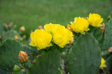 Beautiful yellow blossoms of Prickly Pear Cactus flower (Opuntia humifusa) in Texas spring. Cactus fruits and pads with spines.