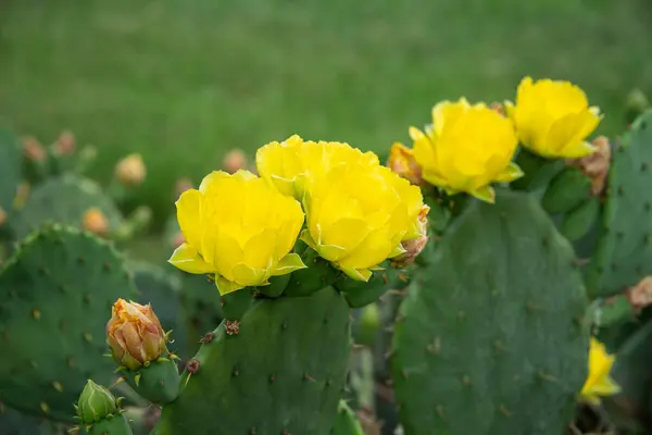 Krásné Žluté Květy Kaktusového Kaktusu Opuntia Humifusa Texaském Jaru Kaktusové — Stock fotografie