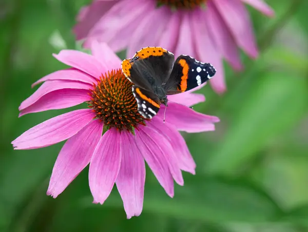 Červený Admirál Motýl Vanessa Atalanta Krmení Fialové Coneflower Jarní Zahradě — Stock fotografie