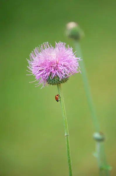 Ladybug Walking Texas Thistle Flower Stem Spring Natural Green Background — Stockfoto