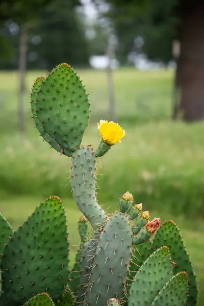 Krásný Žlutý Květ Kaktusového Kaktusu Opuntia Humifusa Texaském Jaru Kaktusové — Stock fotografie