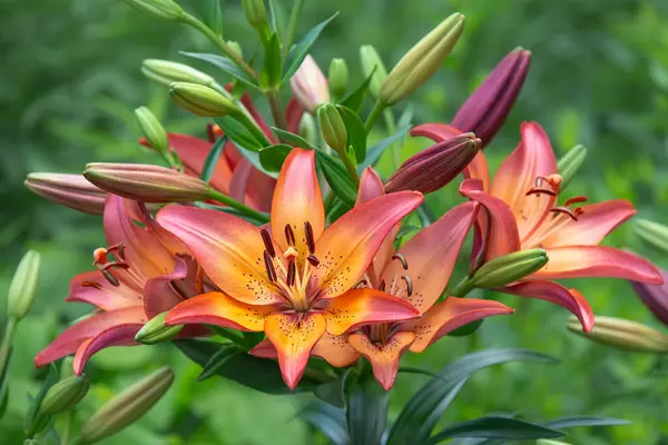 Orange Tiger Lily Flower Blooming Summer Garden Closeup — Stockfoto