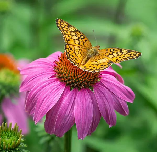 花蝴蝶 Euptoieta Claudia 以紫色花冠翅为食 — 图库照片