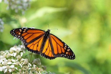 Göç eden Kral Kelebeği (Danaus pleksippus), sonbahar bahçesinde donotu çiçekleriyle beslenir ve kanatlarını sonuna kadar açar. Boşluğu kopyala.