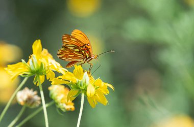 Gulf Fritillary butterfly (Agraulis vanillae) feeding on yellow autumn flowers in Texas. Natural green background with copy space. clipart