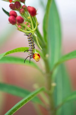 Kraliçe kelebek (Danaus gilippus) Tırtıl Teksas yazında bahçe yosunlarıyla besleniyor 