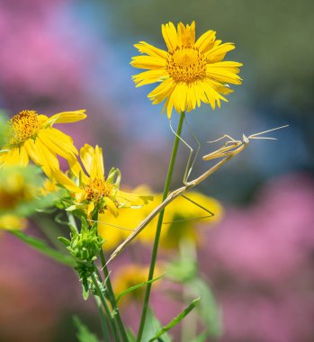 Common Walkingstick bug (Diapheromera femorata) on Golden Crownbeard flowers in the autumn garden in Texas. Colorful flowers in the background. clipart