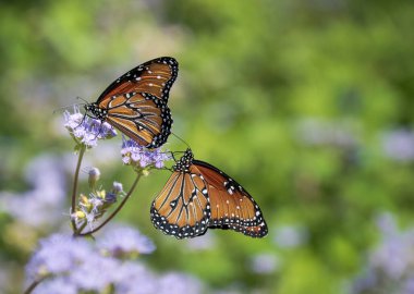 Two Queen butterflies (Danaus gilippus) feeding on Greggs Mistflowers (Conoclinium greggii) in the autumn garden. Copy space.  clipart