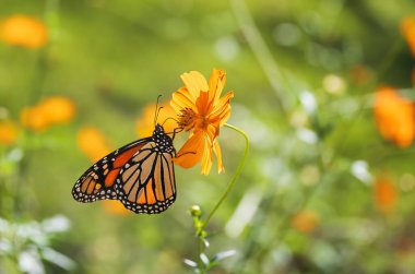 Teksas sonbahar bahçesinde sarı Kozmos çiçeğiyle beslenen Göçmen Kral Kelebeği (Danaus plexippus).