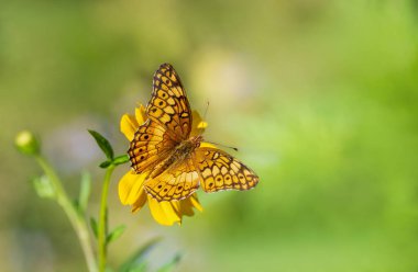 Bahçede açılan sarı Kozmos çiçek kanatlarıyla beslenen çeşitli Fritillary kelebekleri (Euptoieta claudia). Kopyalama alanı olan doğal yeşil arkaplan.