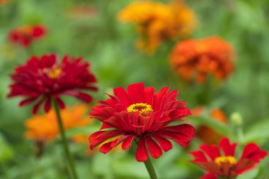 Yaz bahçesinde açan güzel Zinnia çiçekleri