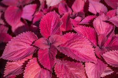 Kırmızı Coleus yeşillik bitkisinin renkli detayları. Üst manzara, doğal çiçek arkaplanı.