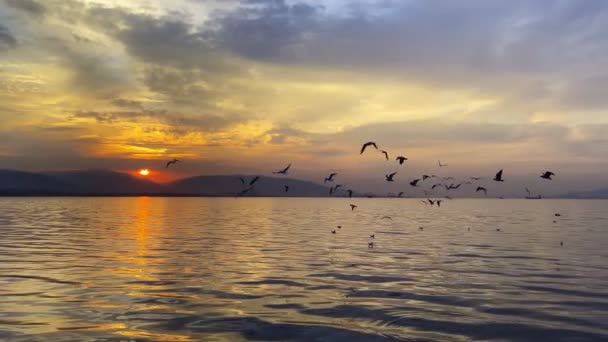 Мечтательный Закат Птицы Море — стоковое видео