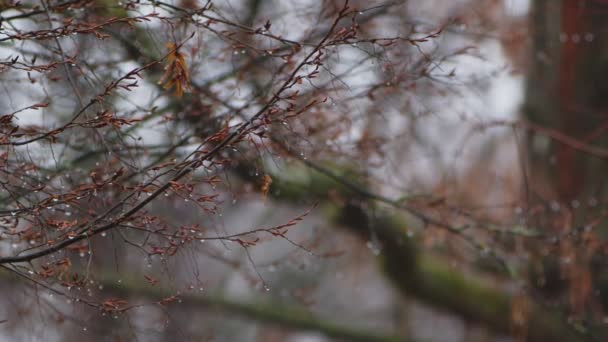 Deszczowy Dzień Brązowym Drzewie Zimowym Filmie — Wideo stockowe
