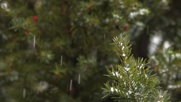 冬の植物の木の葉の雪 — ストック動画