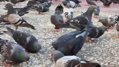 Hayvan Kuş Güvercinleri Taş Toprakla Besleniyor