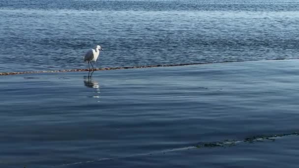 海の中のロープの上の動物鳥 — ストック動画