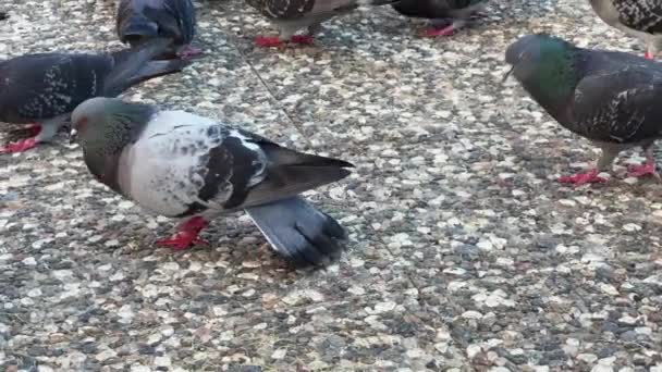 Pigeons Oiseaux Animaux Nourrissant Sur Sol Pierre — Video