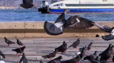  Deniz kenarındaki Hayvan Kuş Güvercinleri 