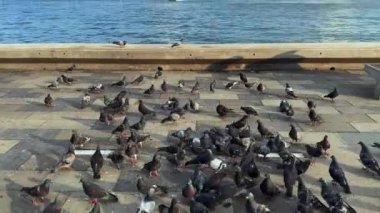  Deniz kenarındaki Hayvan Kuş Güvercinleri 
