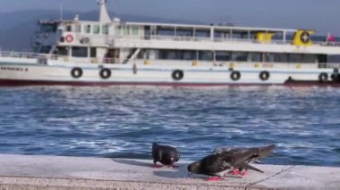  Deniz kenarındaki Hayvan Kuş Güvercinleri 