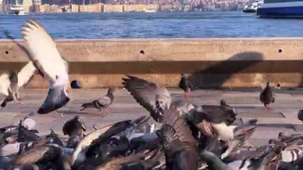 Pigeons Oiseaux Animaux Près Bord Mer — Video