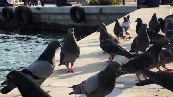 Deniz Kenarındaki Hayvan Kuş Güvercinleri — Stok video