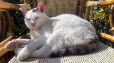 Sakin ve huzurlu görünen Hayvan Tatlı Kedi