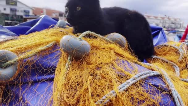 Gato Preto Linhas Pesca Fishnet — Vídeo de Stock