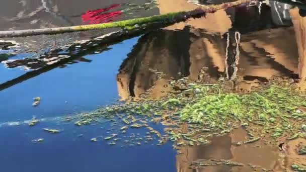 ドックビデオで海の水の中の苔むしたロープ — ストック動画
