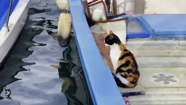 Γάτα Για Αλιευτικό Σκάφος Και Θαλασσινό Νερό — Αρχείο Βίντεο