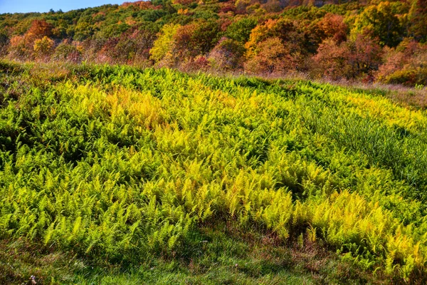 Herbstlandschaft Einem Sonnigen Tag Park — Stockfoto