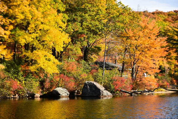 秋天树叶在湖边的五彩缤纷的树 湖岸上的金秋树 秋天的湖景 金秋湖树 — 图库照片
