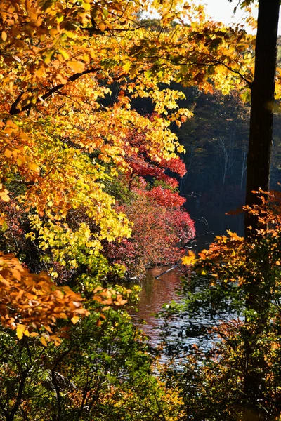 Árvores Coloridas Junto Lago Folhagem Outono Dia Ensolarado Clima Quente — Fotografia de Stock