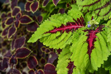 Cadılar Bayramı kutlamaları sırasında binanın dışında sonbahar bitkileri.