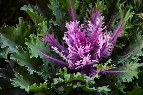 Close Photo Purple Flowering Cabbage — Stock Photo, Image
