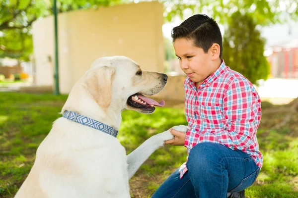 Vacker Gul Labrador Hund Ger Tass Till Sin Kompis Medan — Stockfoto