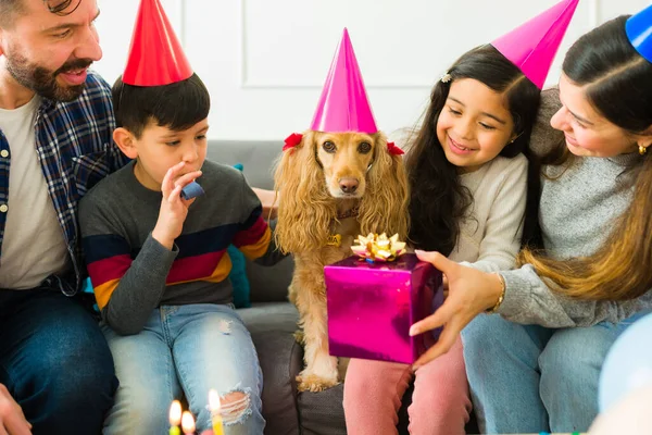 Cute Yellow Cocker Spaniel Dog Party Hat Receiving Birthday Presents — Stock Photo, Image