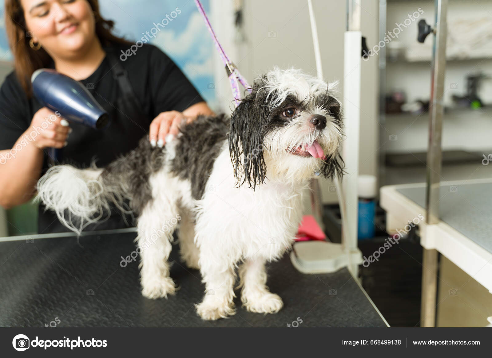 Adorable Wet Shih Tzu Dog Looking Clean Happy While Getting